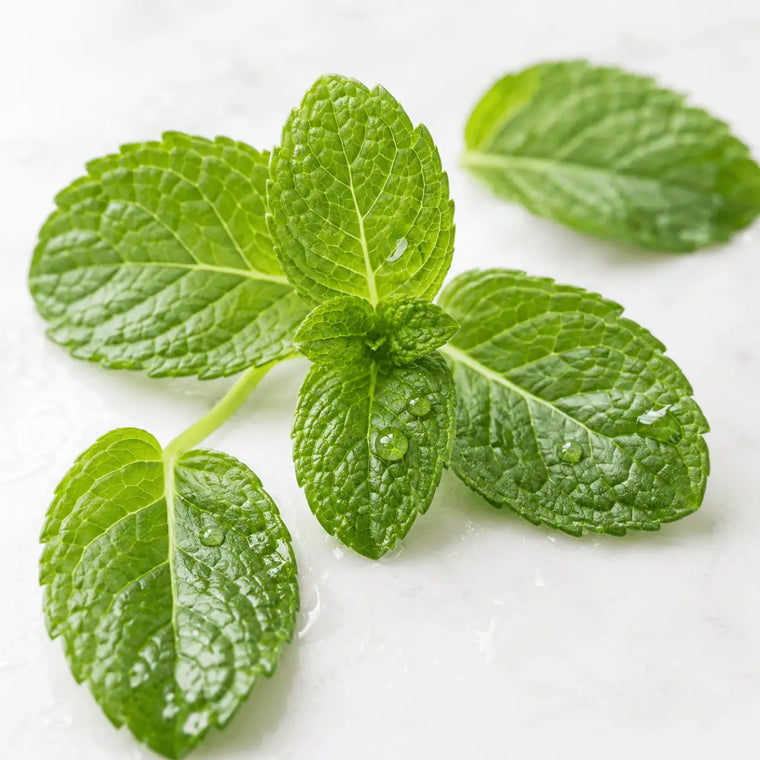 Hojas de menta fresca con gotas de agua